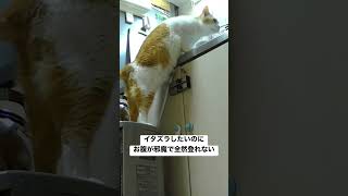 恥ずかしい場面をペットカメラで見られちゃう猫 #cat #猫 #保護猫