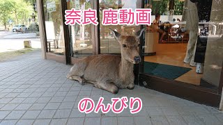 奈良 鹿 動画 のんびり動画 #奈良公園 #小鹿 #奈良観光