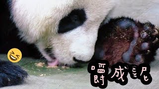 圓圓是最盡責的吃播主，不挑食，超乖巧|熊貓貓熊The Giant Panda Yuan Yuan and Yuan Bao|台北市立動物園