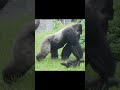 naughty gorilla loves daddy 😆 gorillatag 台北市立動物園 金剛猩猩 shorts