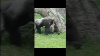 naughty #gorilla loves Daddy 😆 #gorillatag #台北市立動物園 #金剛猩猩 #shorts