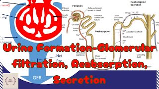 Urine formation/Glomerular filtration/Glomerular reabsorption/Glomerular secretion/GFR/NFP/GF value