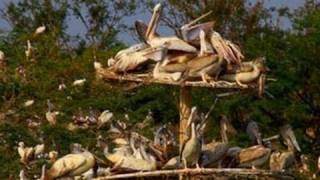 Uppalapadu Bird Sanctuary, Guntur district, Andhra Pradesh