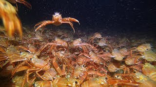 Invasion of the Tuna Crabs, Redondo Beach, California