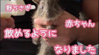 野うさぎ　赤ちゃん　milkを飲めるようになりました。