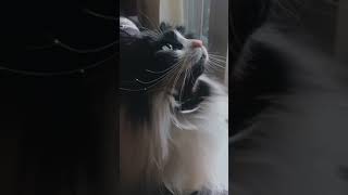 Tuxskateers Short 5 #tuxskateers #shorts #pets #cats #kitten #tiktok #instagram #youtube