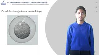 1.4 Microinjection in one-cell stage zebrafish embryos