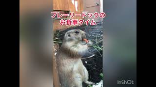 プレーリードックのお食事タイム