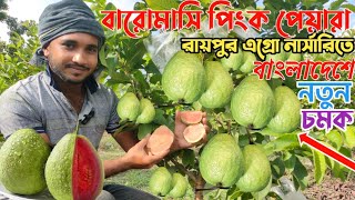 বারমাসি পিংক পেয়ারা সাদে গন্ধে সবার সেরা বাংলাদেশের মাটিতে নতুন চমক।