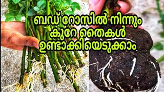 റോസ് വാങ്ങാൻ നഴ്സറിയിൽ പോണ്ട 🌹🌹🌹 | How To Grow Rose Plant From Cuttings