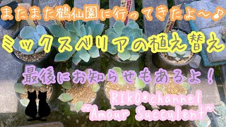 #106【多肉植物】【鶴仙園】【おらいさん苗】ミックスベリア、ようやく植え替え💦