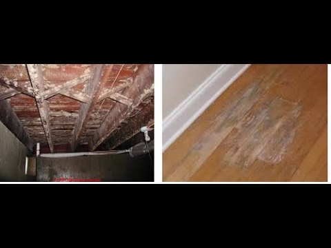 how to get rid of white mold on wood how to get rid of white mold on wood