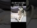 飼い主に叱られて犬に甘える子猫がこちら... shorts