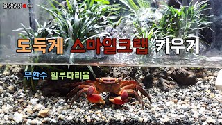 게멍영상 - 도둑게키우기(스마일크랩)ㅣ무환수 팔루다리움