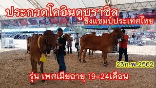 งานประกวดโคอินดูบราซิล ชิงแชมป์ประเทศไทย ประจำปี2562 (23ก.พ.62)