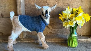 Springy Baby goat explores with mama Radish