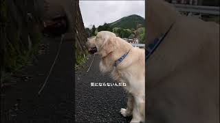 【ヨダレ伸びすぎ】大型犬と田舎暮らし【いつもは清潔なゴールデンレトリバーです😊】