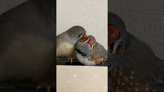 キンカチョウ　その裏うんちガード貼ってないから別の場所に行ってください #zebrafinch