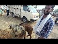 biggest goats 🐐 u0026sheep market every sunday mallepalli market animals