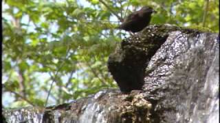 Brown Dipper カワガラス Cinclus pallasii