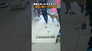 意識を失った子犬をくわえ病院に駆けつけた母犬