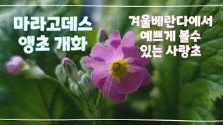 마라고데스 3단 앵초가 개화을 했습니다 실내서 키울수 있는 사랑초와 겨울꽃들