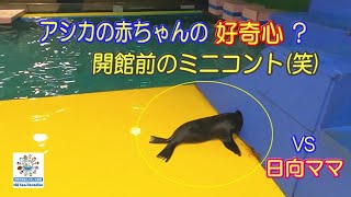 【アシカ】開館前のミニコント(笑)（伊勢シーパラダイス／水族館）