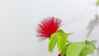 【ヒネム】四季咲きネムノキの開花（花の開花＃668）/ Flowering Calliandra eriophylla  (Timelapse)