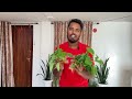 how to grow poinsettia from cutting poinsettia plants cutting process live poinsettia cutting