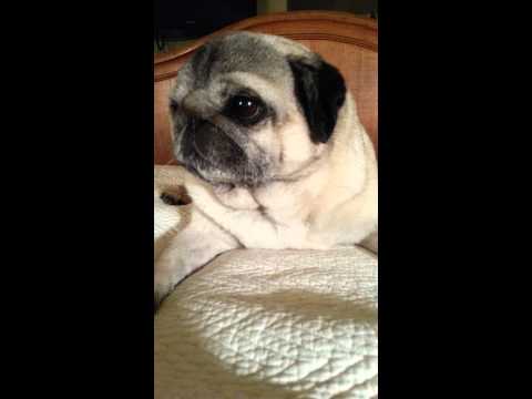 Pug Dog Air Licking Pug Dog Air Licking