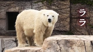 ララさんお元気そうで。