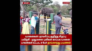 யானைகள் பராமரிப்பு பயிற்சி - முதுமலை புலிகள் காப்பக யானை பாகன்கள் உட்பட 8 பேர் தாய்லாந்து பயணம்!