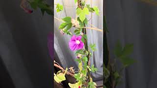 あさがお　2024年9月17日 #garden #vlog #nature #morning