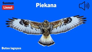 Piekana - Buteo lagopus - Rough-legged Buzzard - fjällvråk - BUTLAG