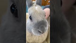 うさぎのもふもふと鼻ひくひくを楽しむだけの動画