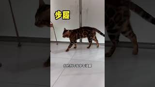 有没有一种可能，猫的审美和人不一样？