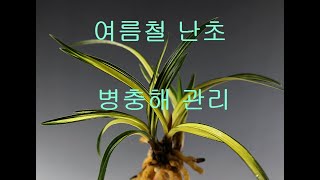 24# 여름철 난초 병충해 관리 초간단 3가지방법!!!!