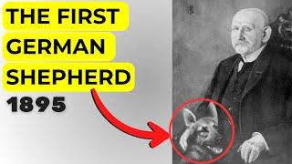 Max von Stephanitz: The Father of the German Shepherd Breed