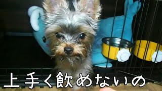 【ヨークシャテリア】お水を飲むのがヘタなヨークシャテリア【Yorkshire Terrier】