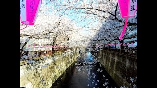 【4K散歩動画】 Nakameguro Sakura Festival 中目黒桜まつり2019 　桜並木　散歩　YI4＋で撮影４K60p