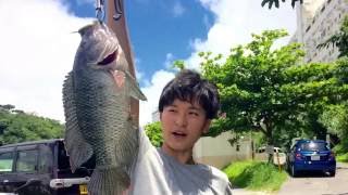 ティラピア編  Tilapia Fishing In Japan.