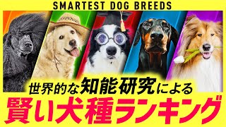 ❤️賢い犬種ランキング20【飼うのが難しい？】