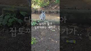 #토끼 #아차산 산책길에서 만나다   카메라 플래시에 최적화된 토끼🤣