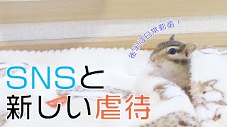 新しい動物虐待が生まれている？/貯食に慎重なシマリスまめた