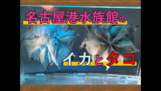 【水族館編】日本最大級の水族館のイカタコ展示を見てきた。