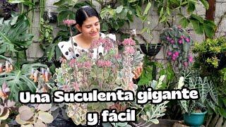 Giant and easy to grow succulent / kalanchoe fedtschenkoi