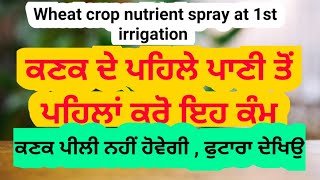 ਕਣਕ ਚ ਪਾਣੀ ਤੋਂ ਪਹਿਲਾਂ ਸਪਰੇਅ ਦੇ ਸ਼ਾਨਦਾਰ ਨਤੀਜੇ ਮੈਂਗਨੀਜ 30•5% Manganese sulphate best results in wheat