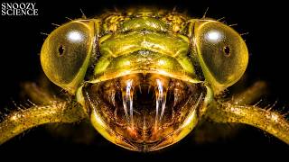 The 300 Million Year Old Predator Hiding in Plain Sight