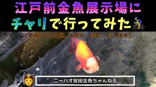 【ニーハオ宮田】金魚ちゃんねる_『江戸前金魚展示場にチャリで行ってみた【中編：幻の品種、太陽光・緑苔・そして湧水】』