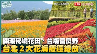 關渡花海、「台版富良野」漸層花毯滿開！台北２大賞花景點正美麗